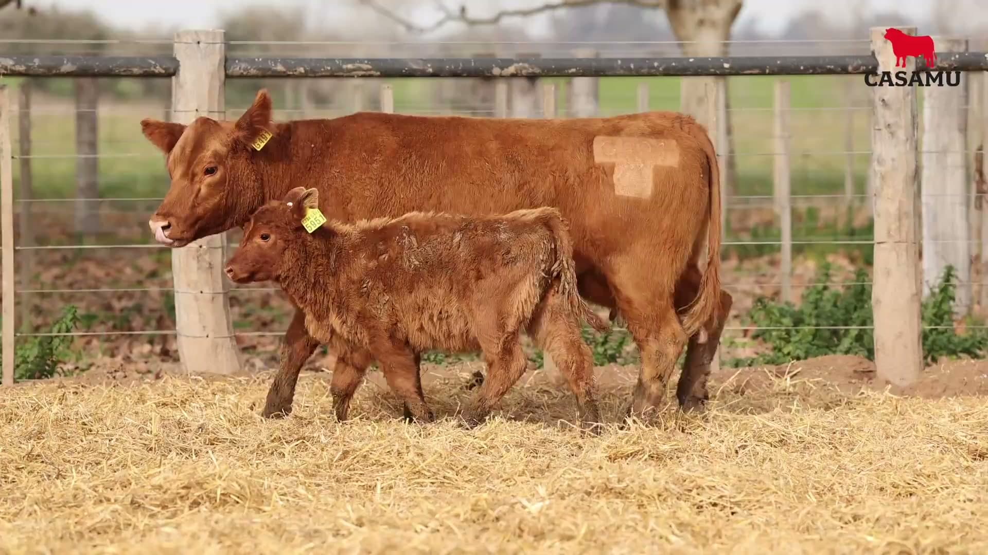 Vaca RP G491 · Lote 56
