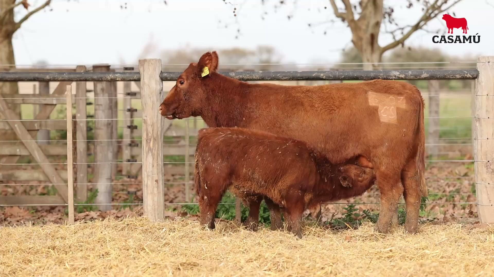 Vaca RP G907 · Lote 55
