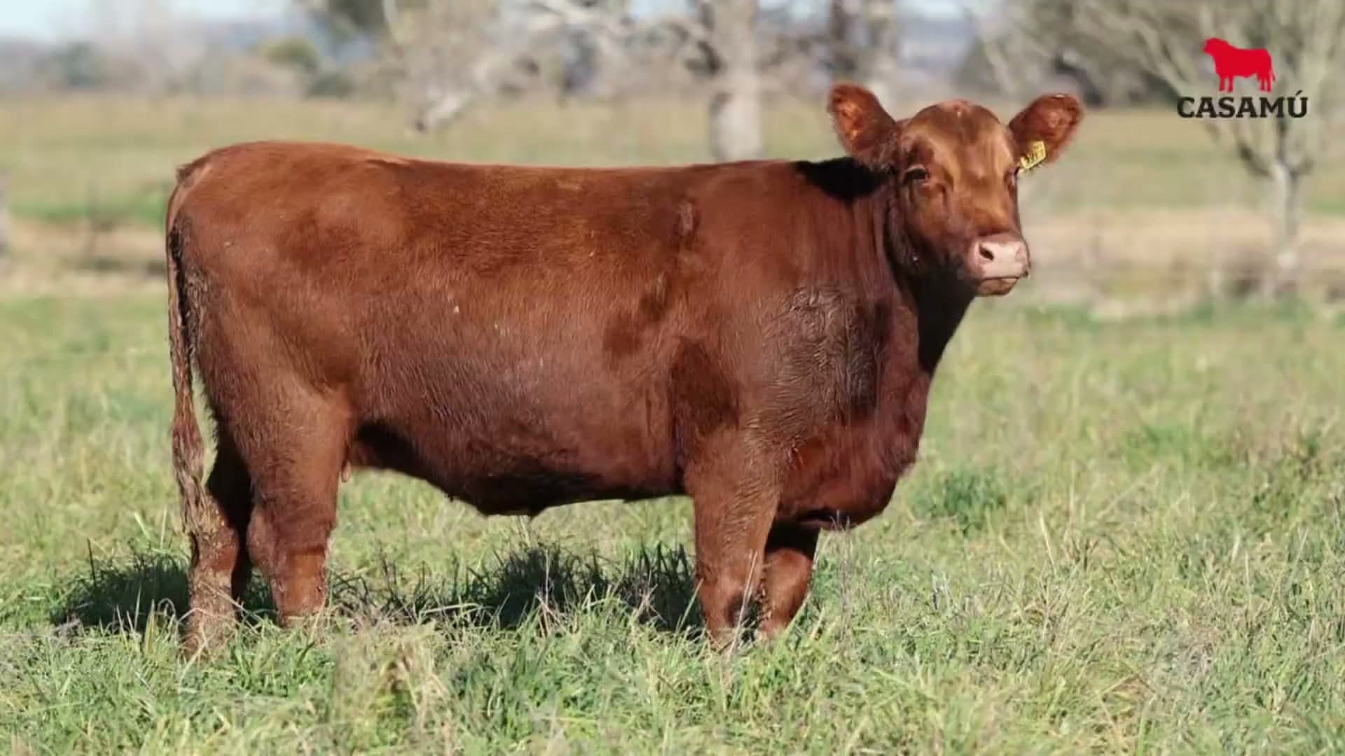 Vaquillona RP 5201 · Lote 74