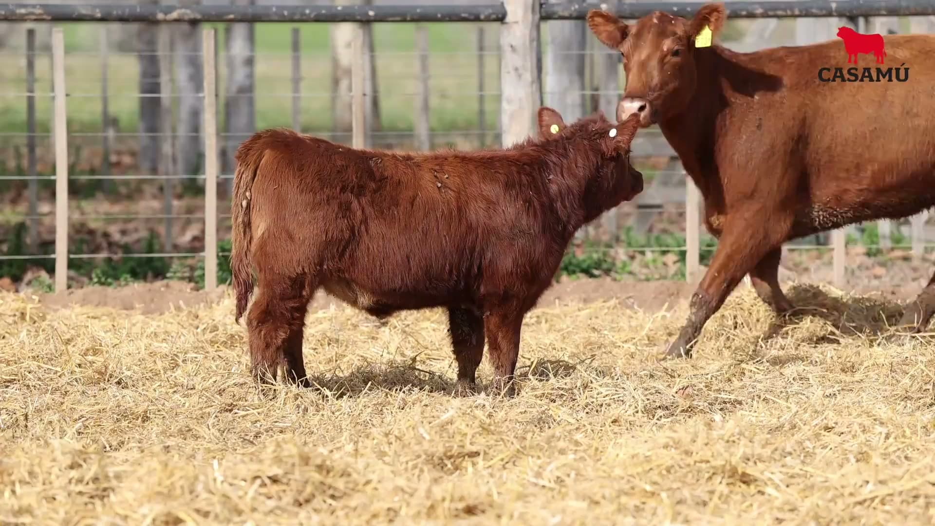Vaca RP F731 · Lote 54