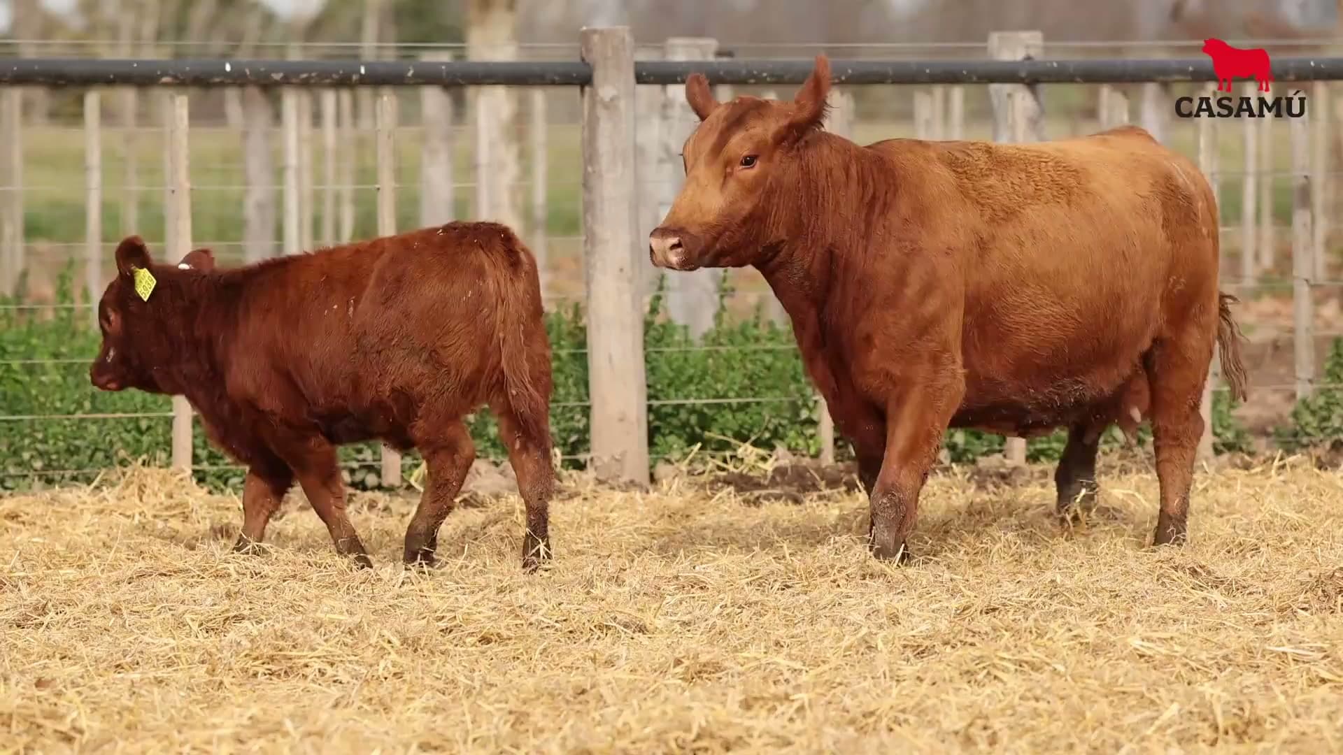 Vaca RP E871 · Lote 46