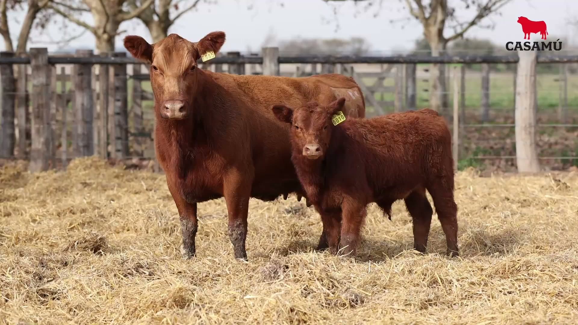 Vaca RP E885 · Lote 56