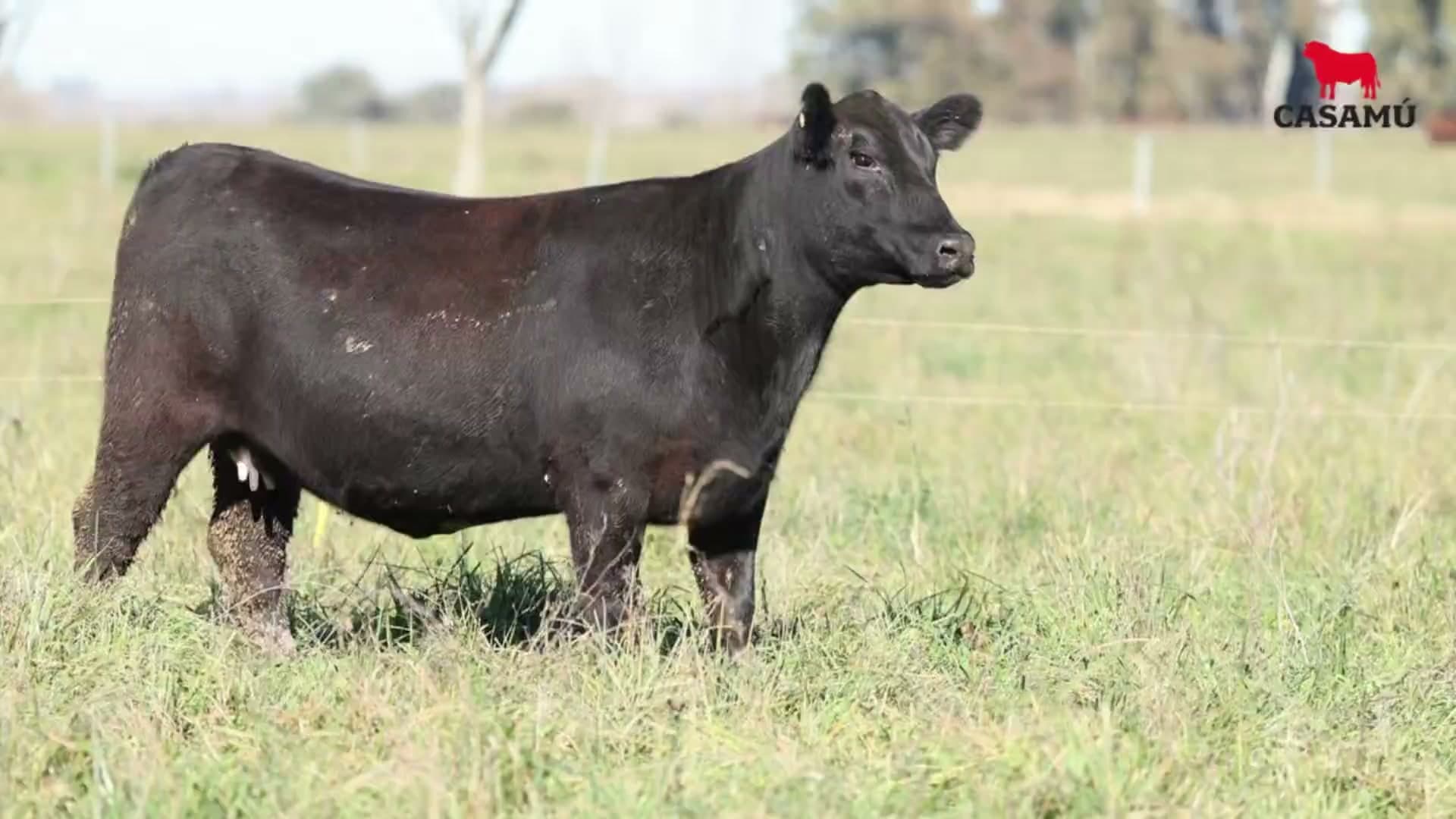 Vaquillona RP 05077 · Lote 70