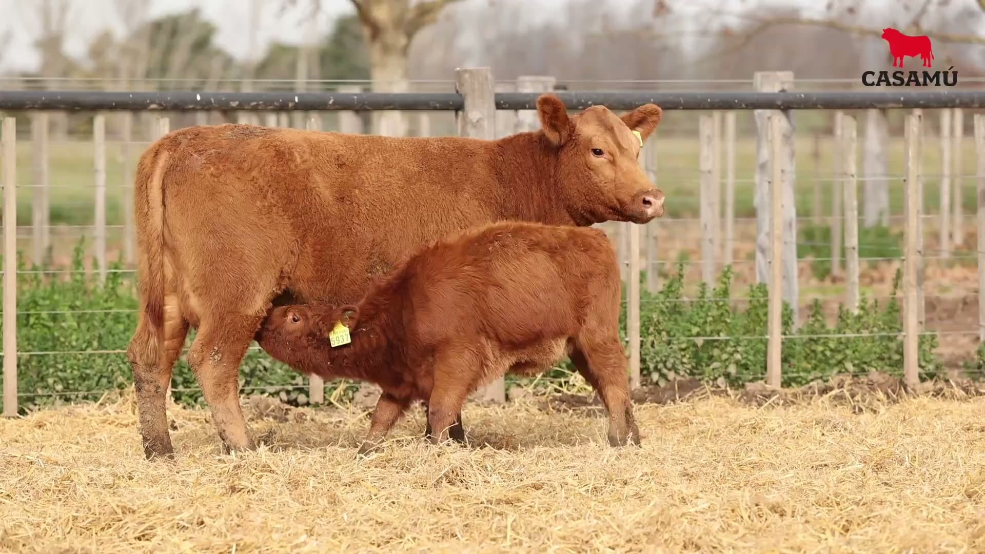 Vaca RP H301 · Lote 57