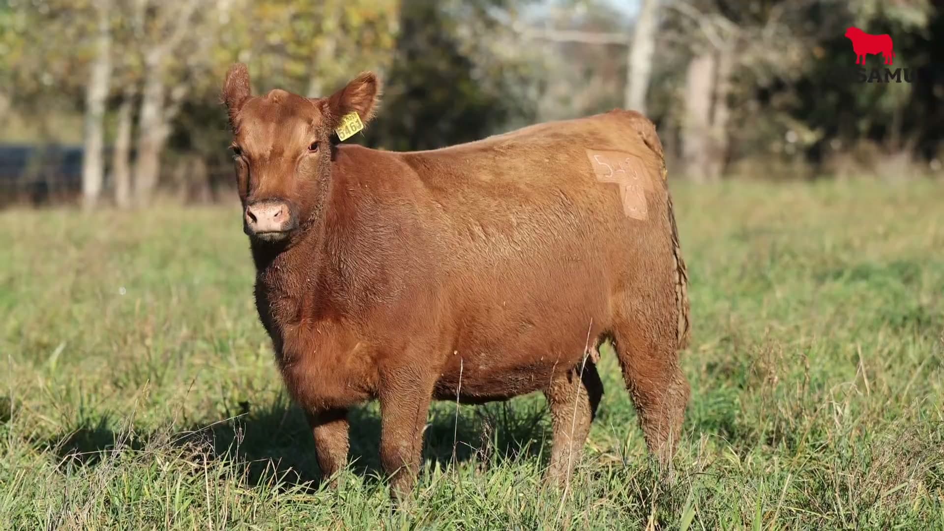 Vaquillona RP 5461 · Lote 66