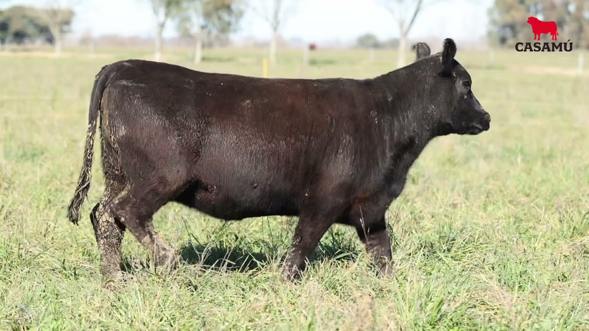 Vaquillona RP 5353 · Lote 75