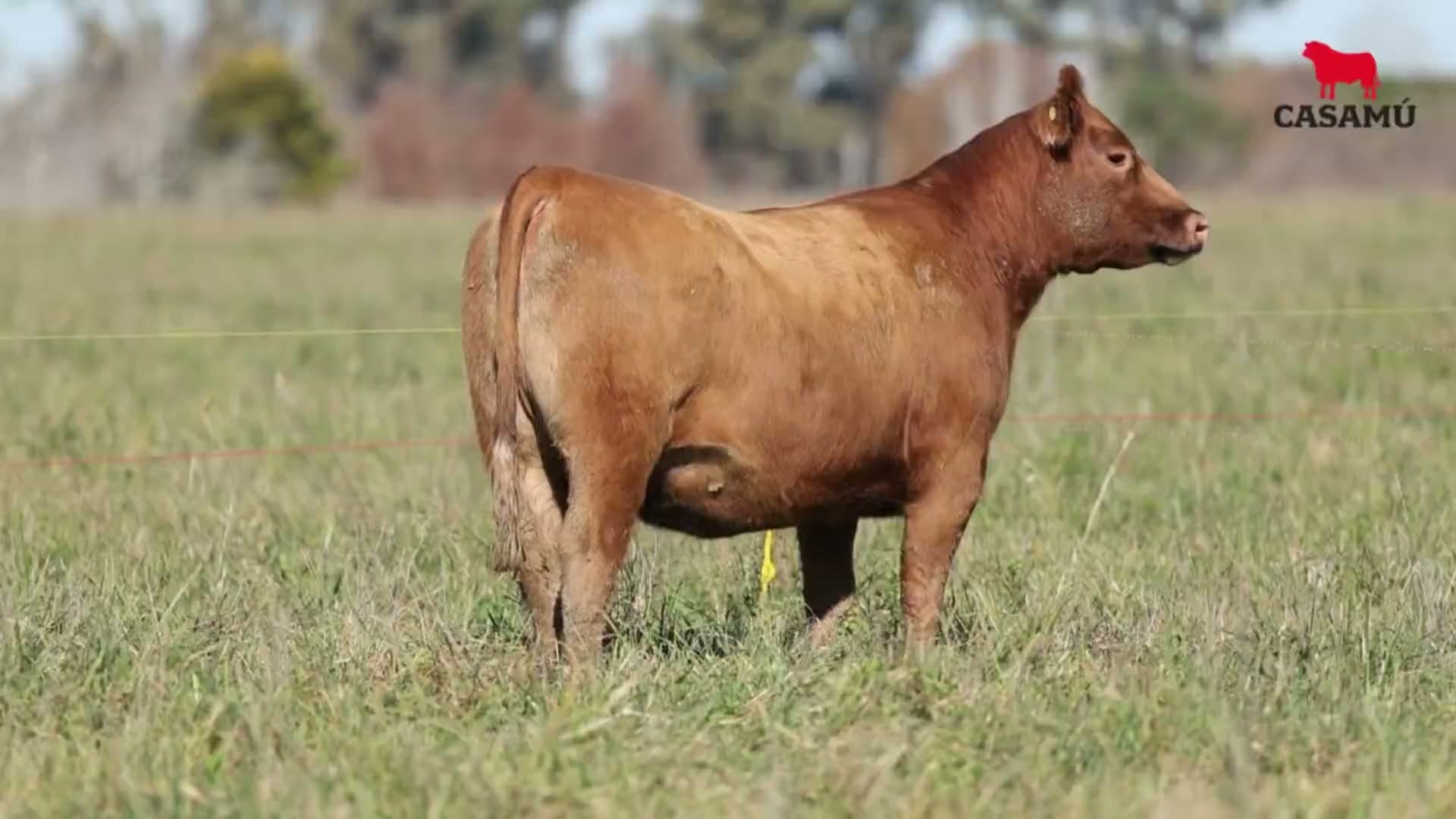 Vaquillona RP 5391 · Lote 72