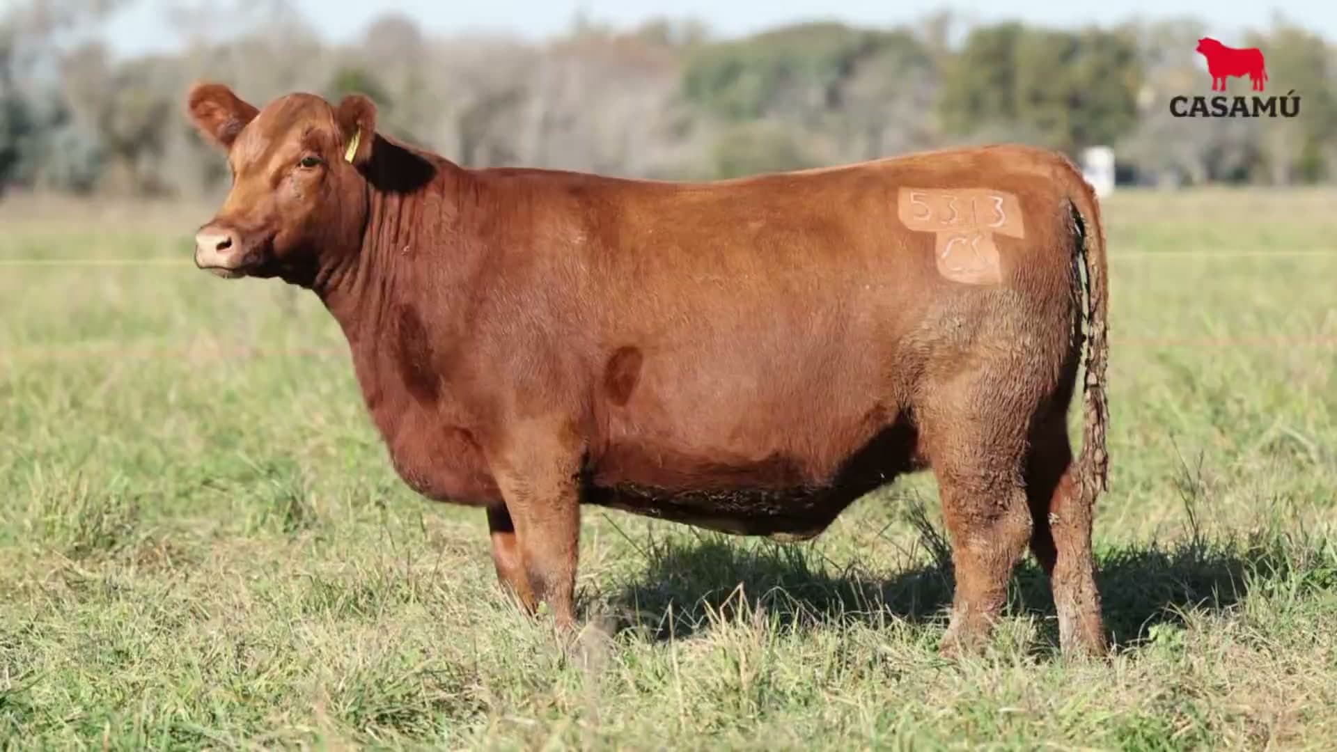 Vaquillona RP 5313 · Lote 68