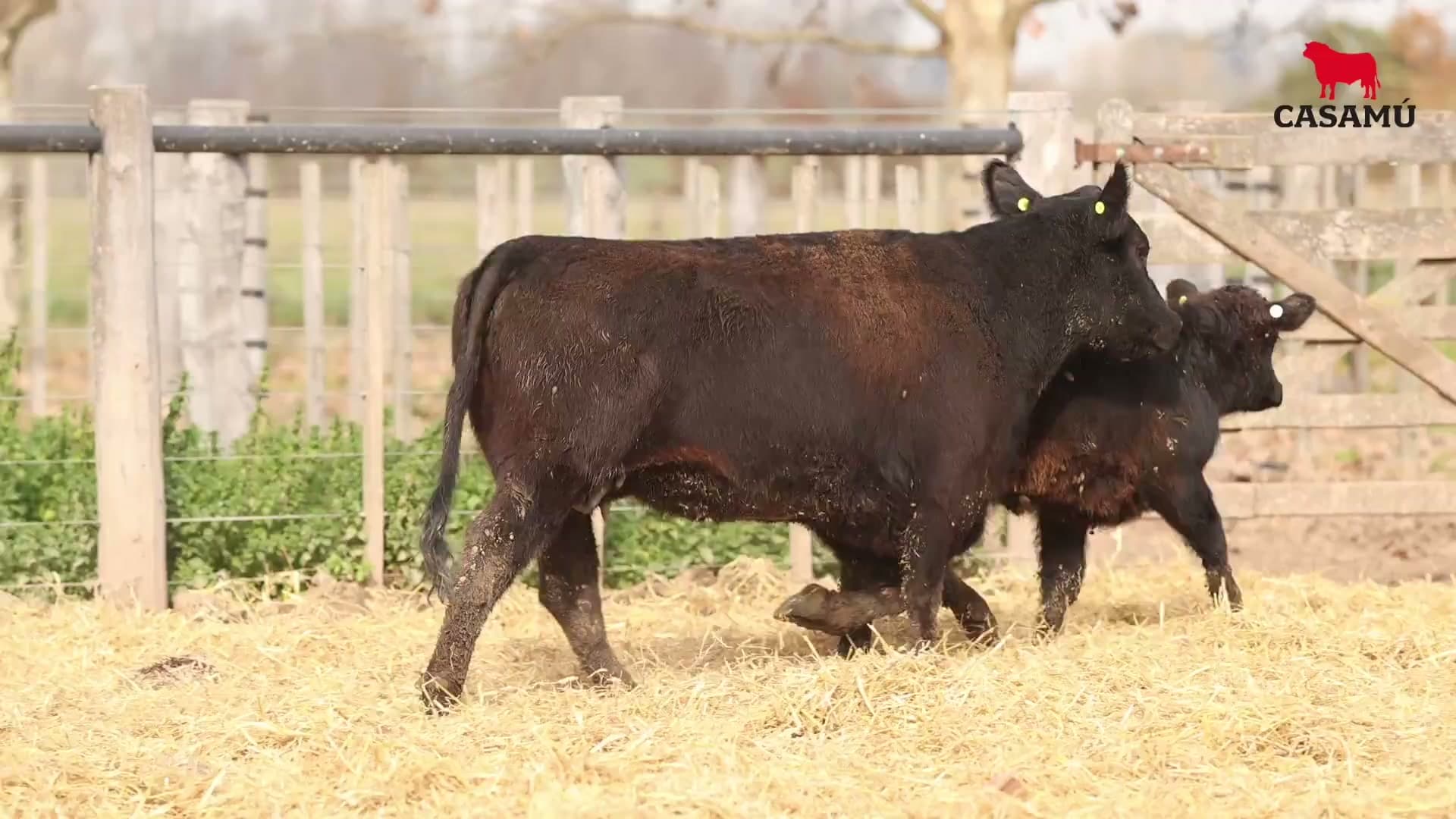 Vaca RP H133 · Lote 59