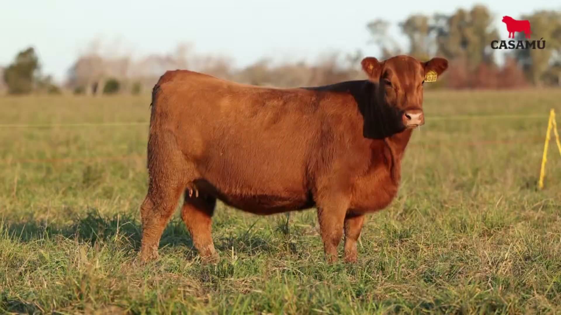 Vaquillona RP 5031 · Lote 68