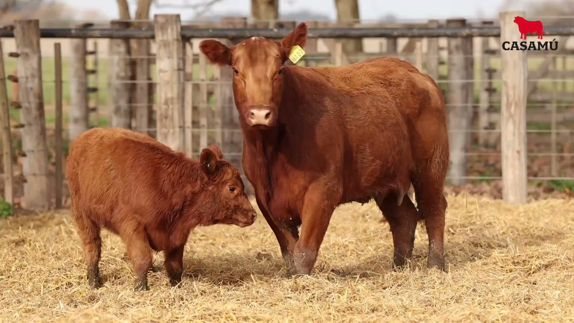Vaca RP H187 · Lote 55