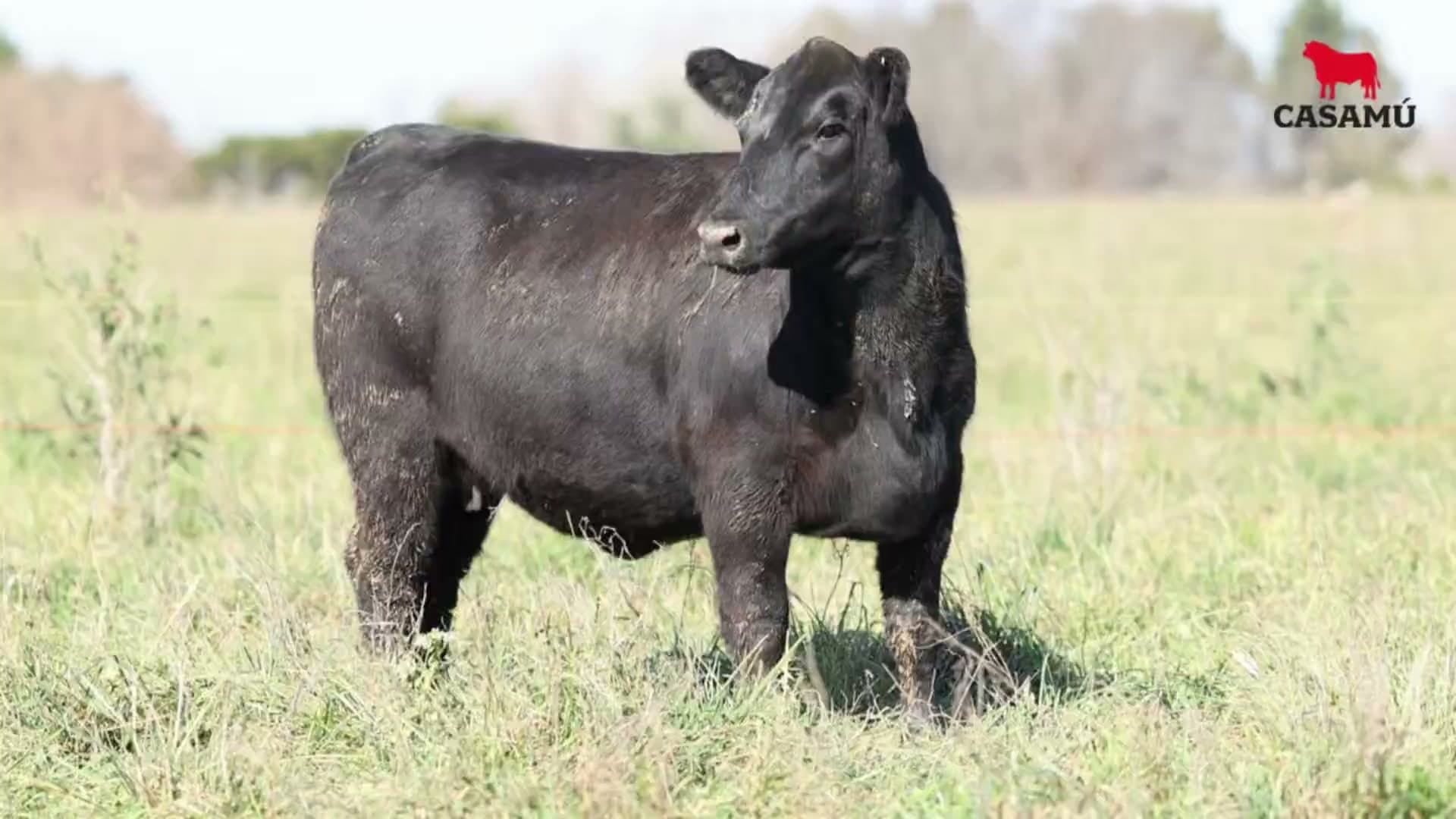 Vaquillona RP 5325 · Lote 70
