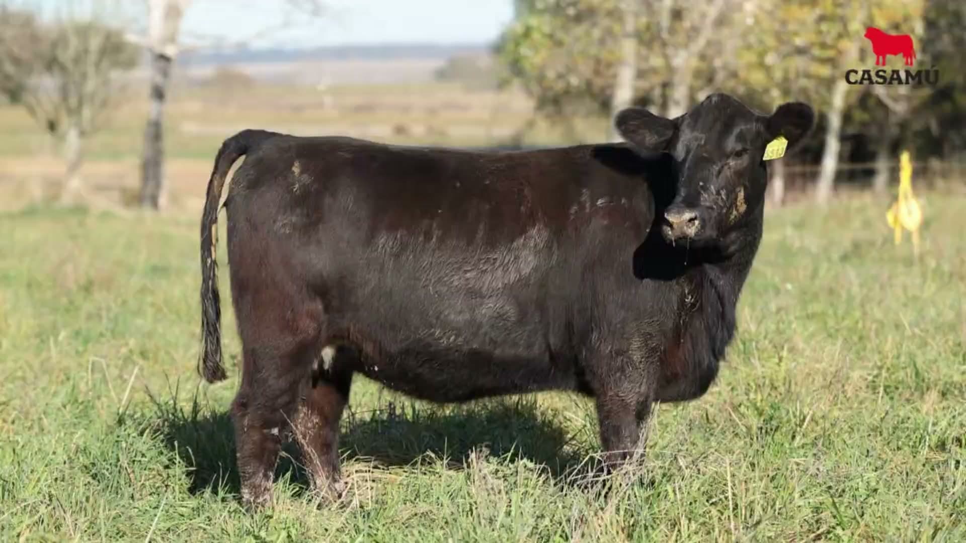 Vaquillona RP 5513 · Lote 75