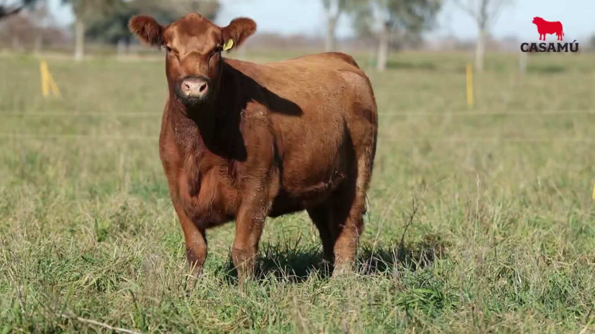 Vaquillona RP 5207 · Lote 72