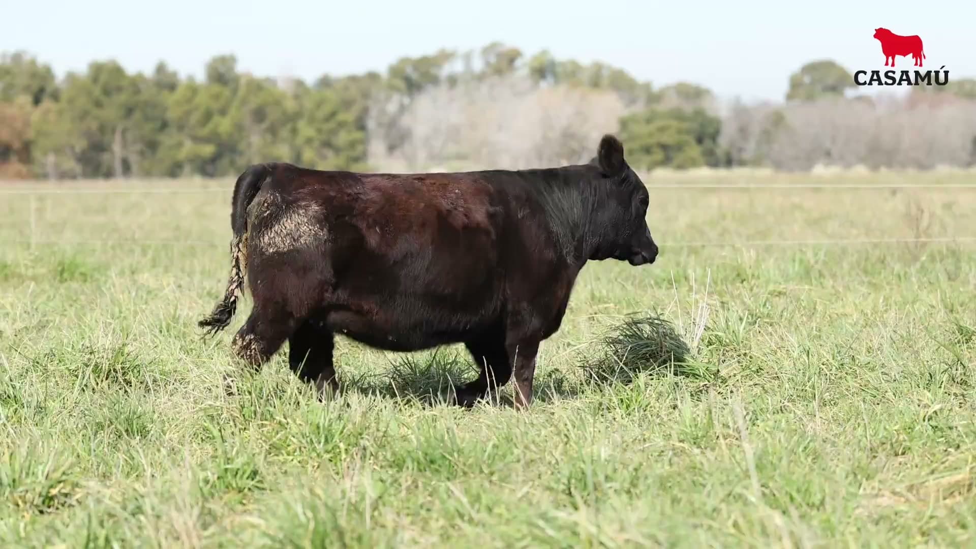 Ternera RP J5525 · Lote 60