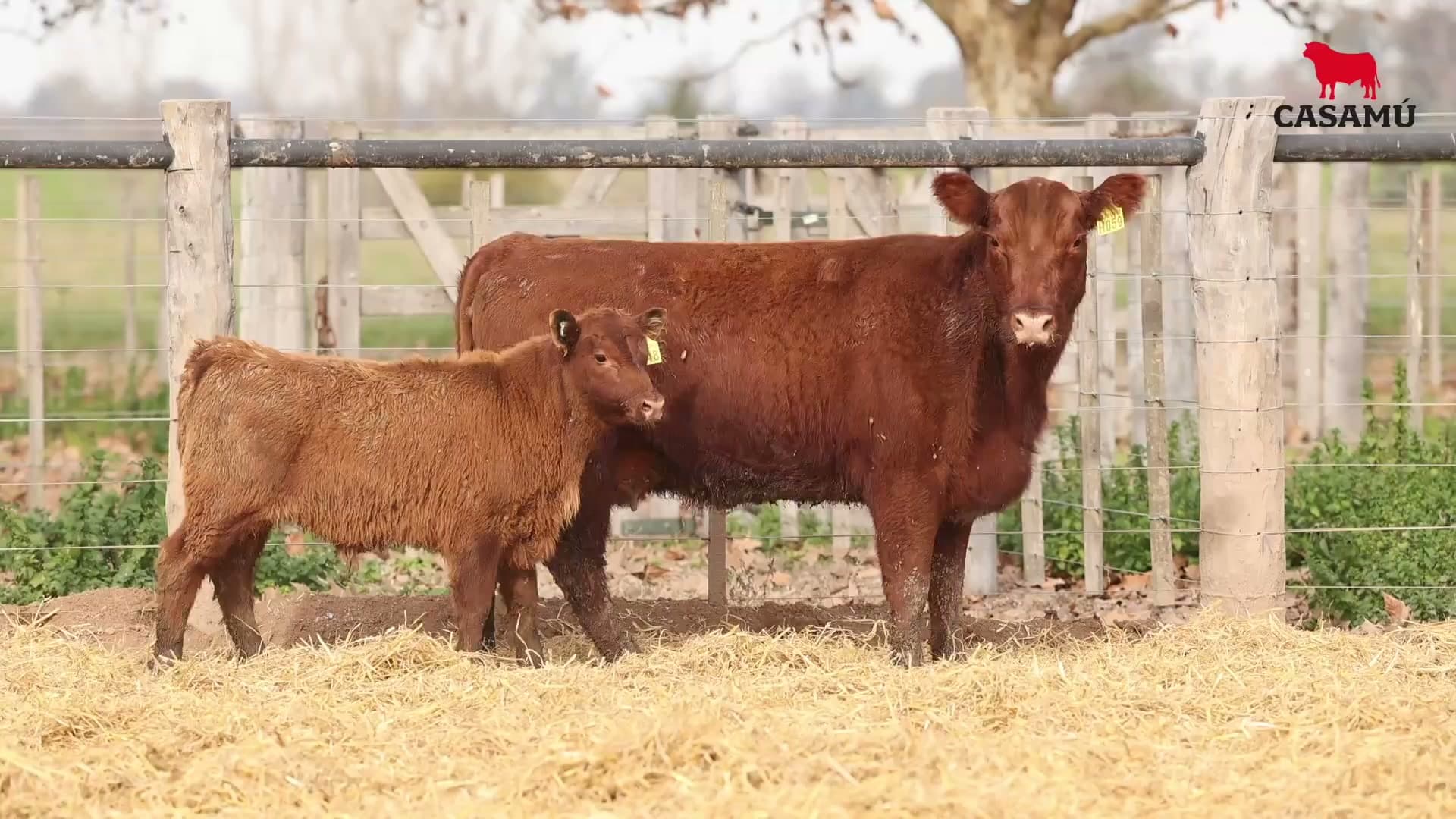 Vaca RP H059 · Lote 51