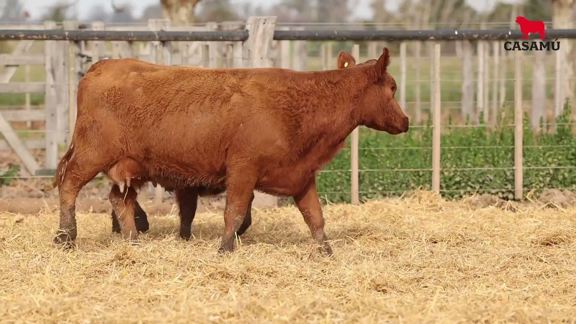 Vaca RP G641 · Lote 56