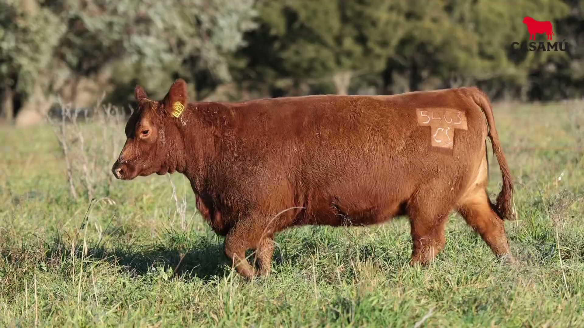 Vaquillona RP 5463 · Lote 67