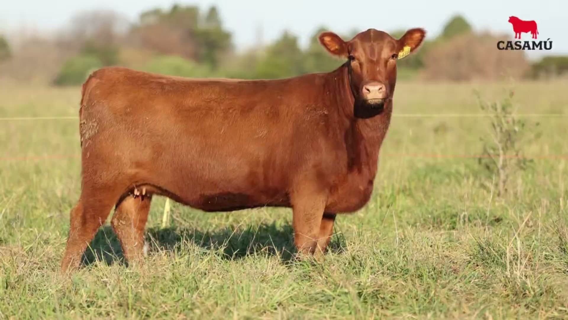 Vaquillona RP 5439 · Lote 67