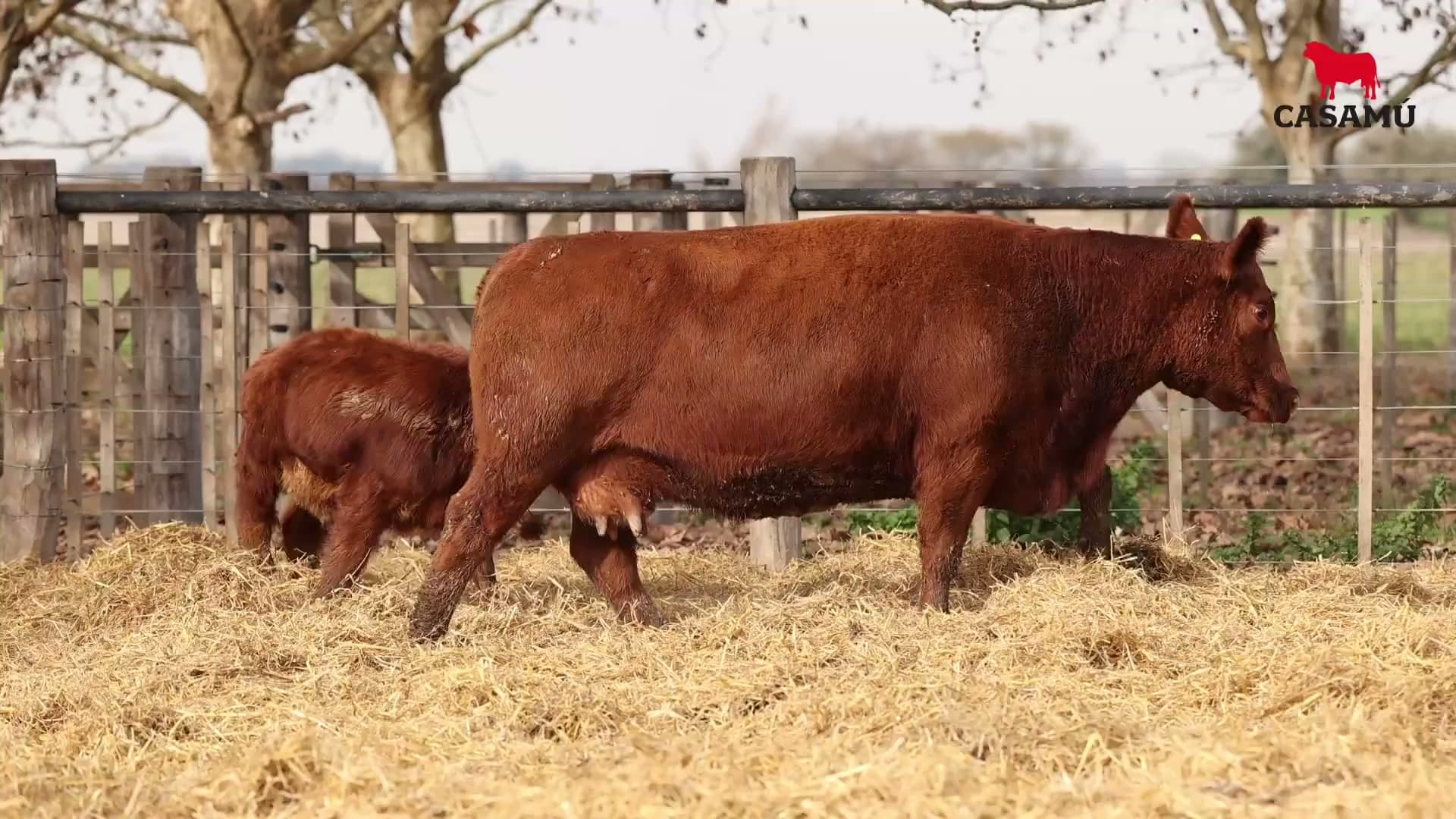 Vaca RP D633 · Lote 50