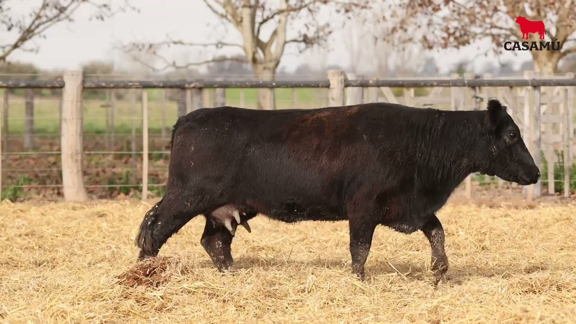 Vaca RP H189 · Lote 58