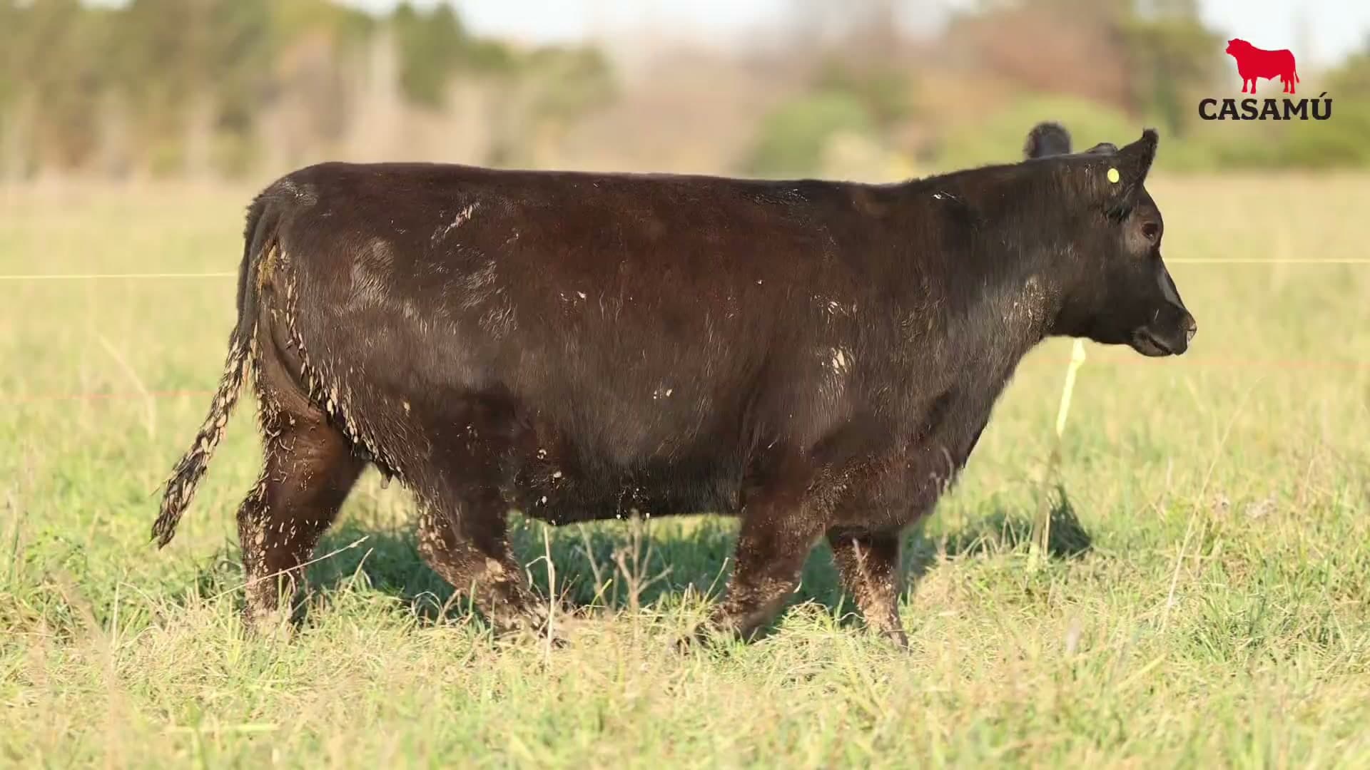 Vaquillona RP 5369 · Lote 69
