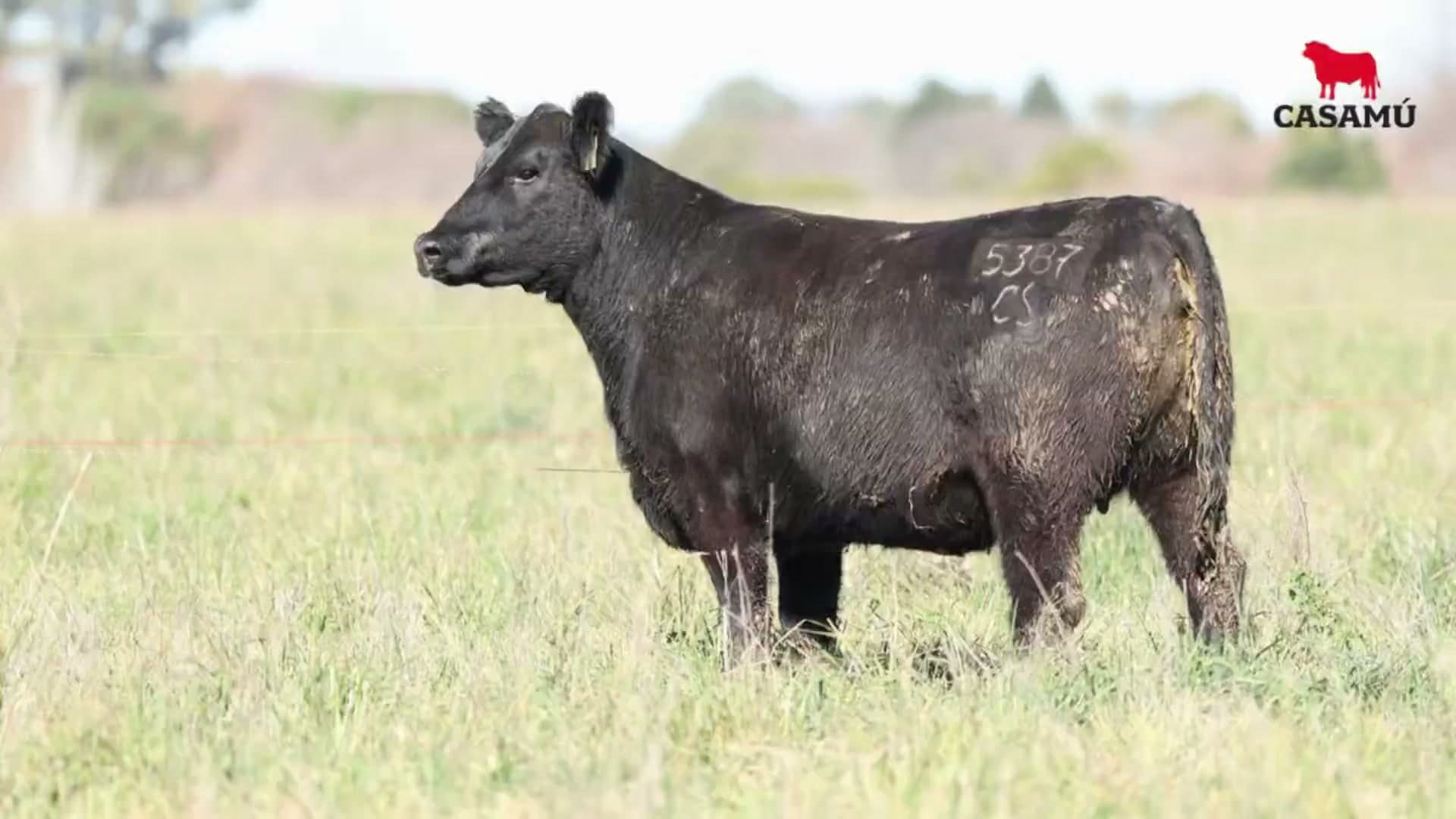 Vaquillona RP 5387 · Lote 70