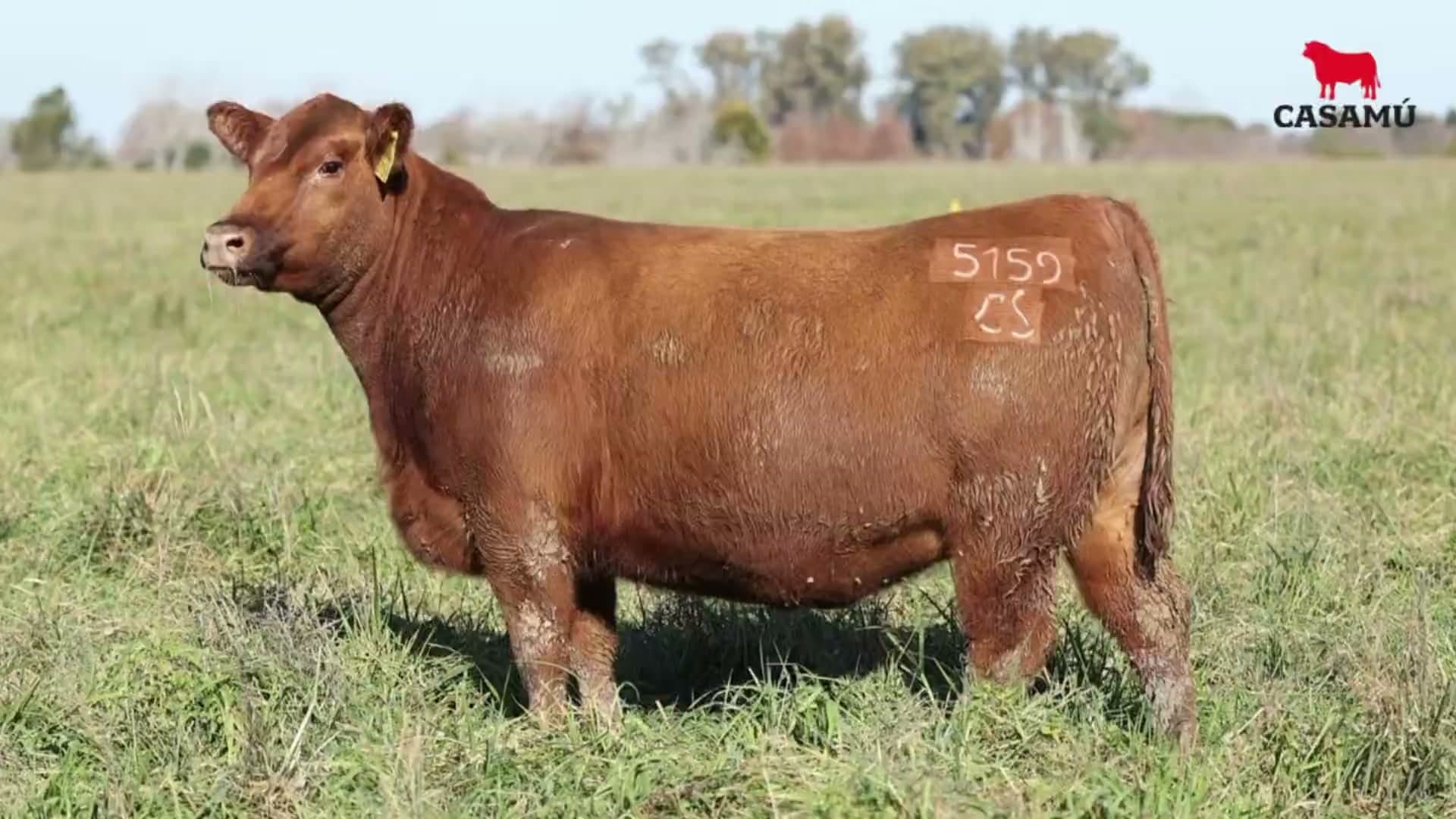 Vaquillona RP 5159 · Lote 62