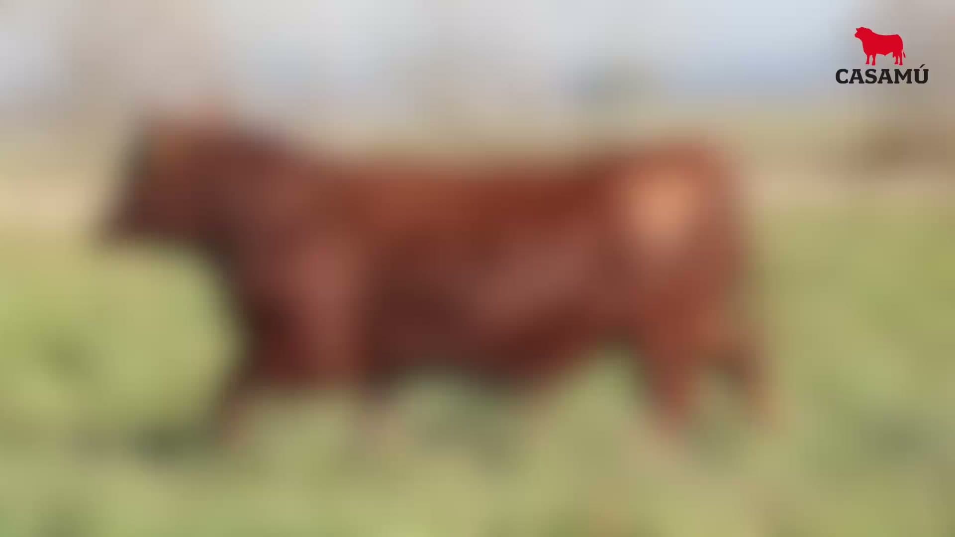 Toro RP 5006 · Lote 38