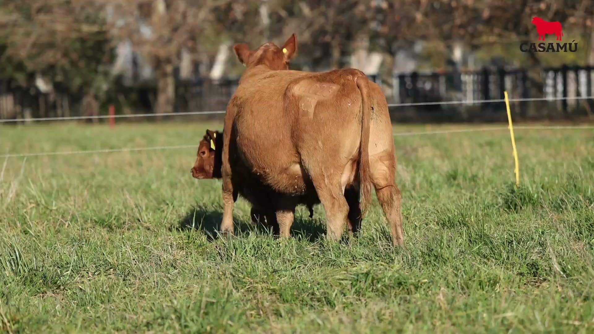 Vaca RP H023 · Lote 57