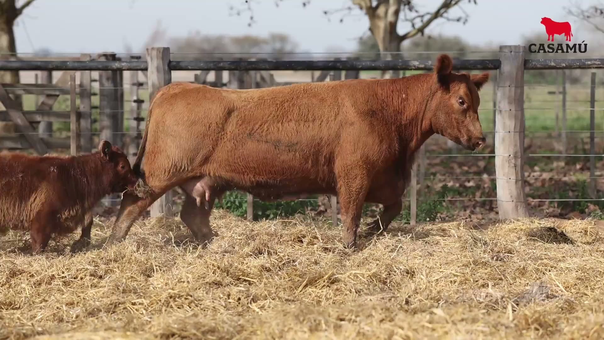 Vaca RP G779 · Lote 53