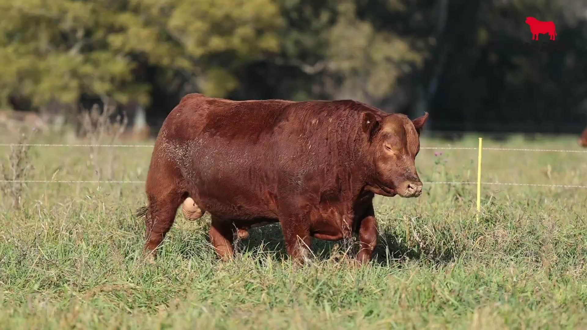 Toro RP 5194 · Lote 6