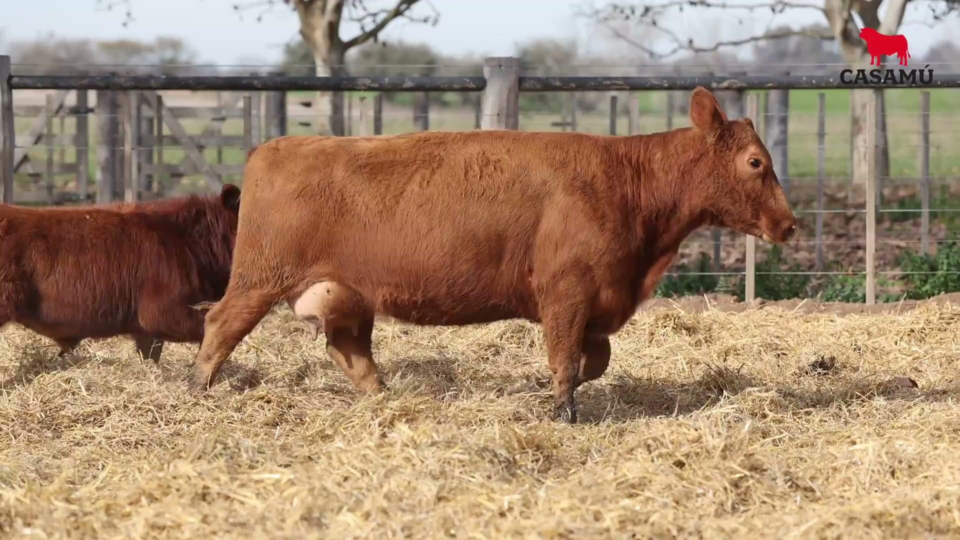 Vaca RP H295 · Lote 56