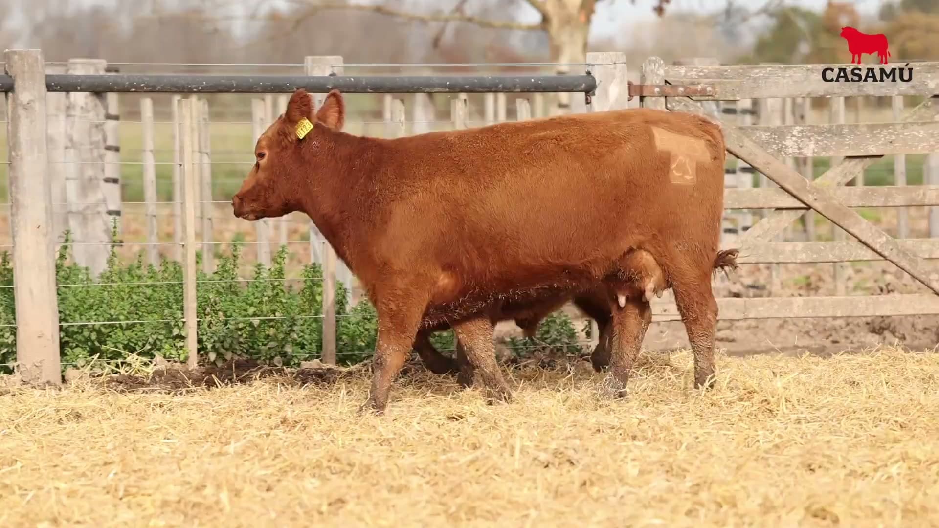 Vaca RP H123 · Lote 53