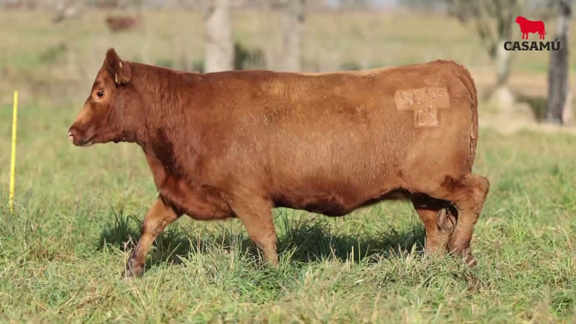 Vaquillona RP 5097 · Lote 66
