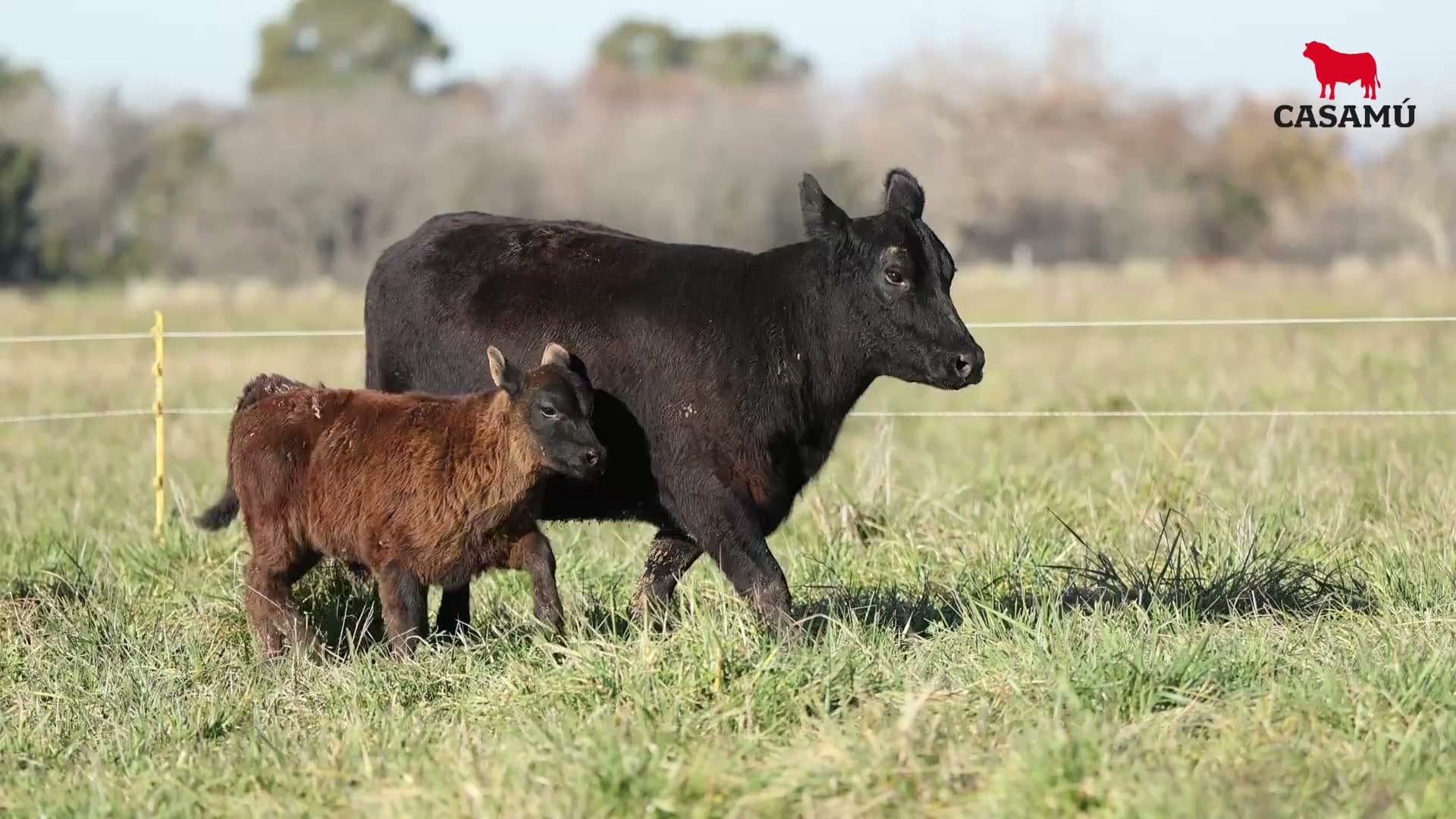 Vaca RP G843 · Lote 59