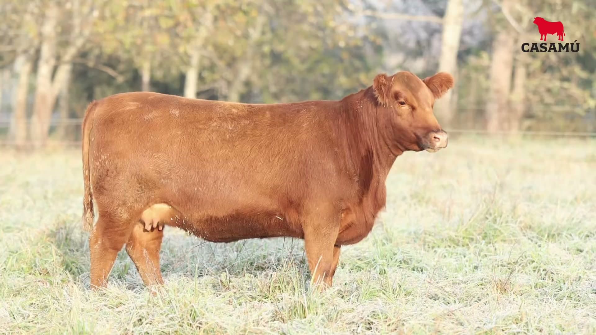 Vaquillona RP 5427 · Lote 64