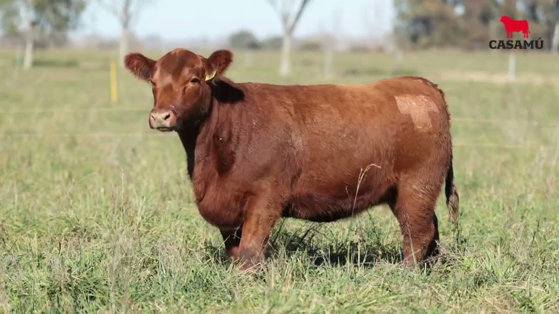 Vaquillona RP 5435 · Lote 65