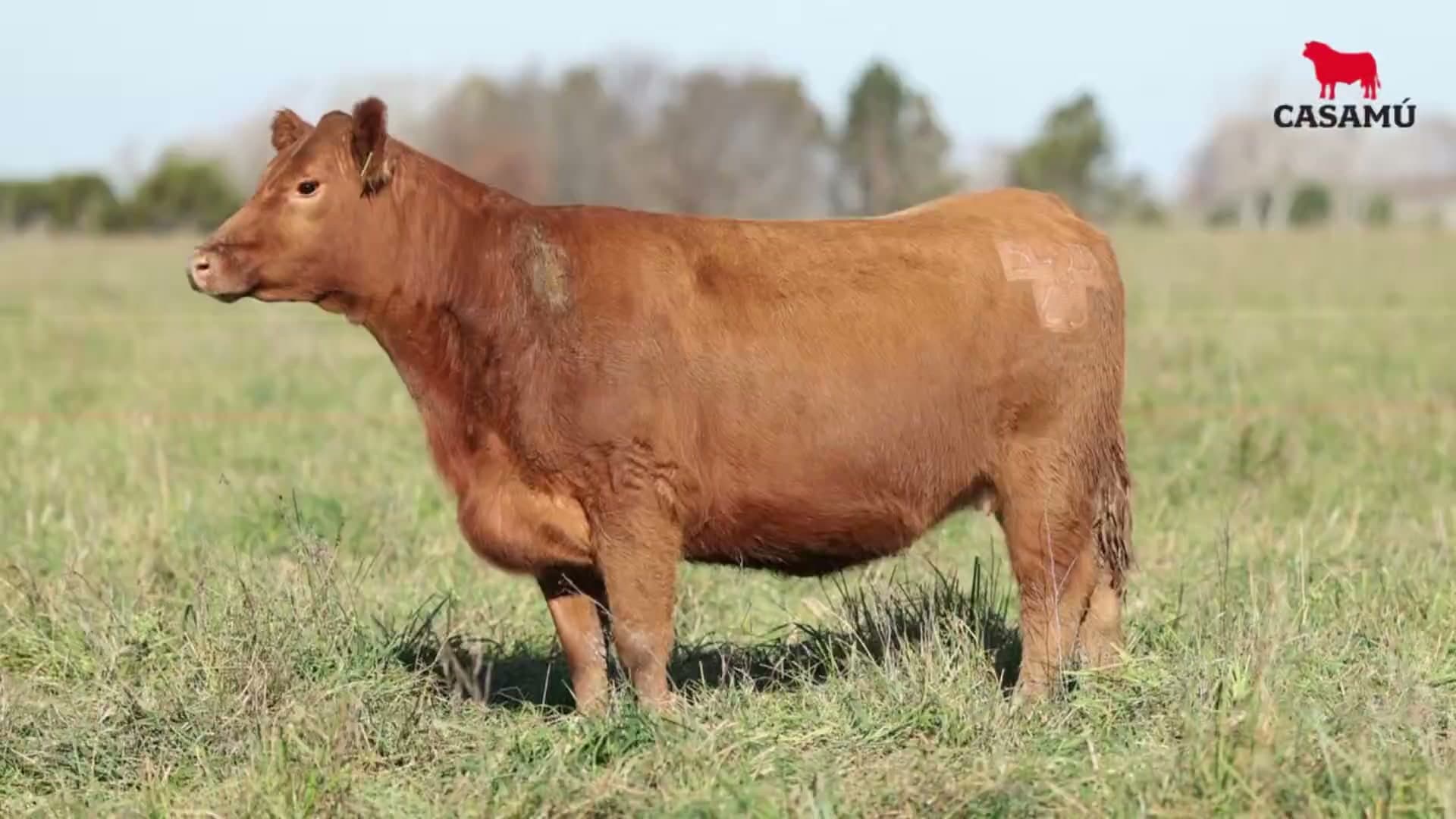Vaquillona RP 5493 · Lote 74