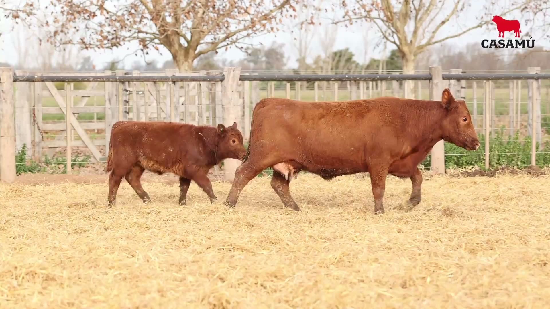 Vaca RP H031 · Lote 52
