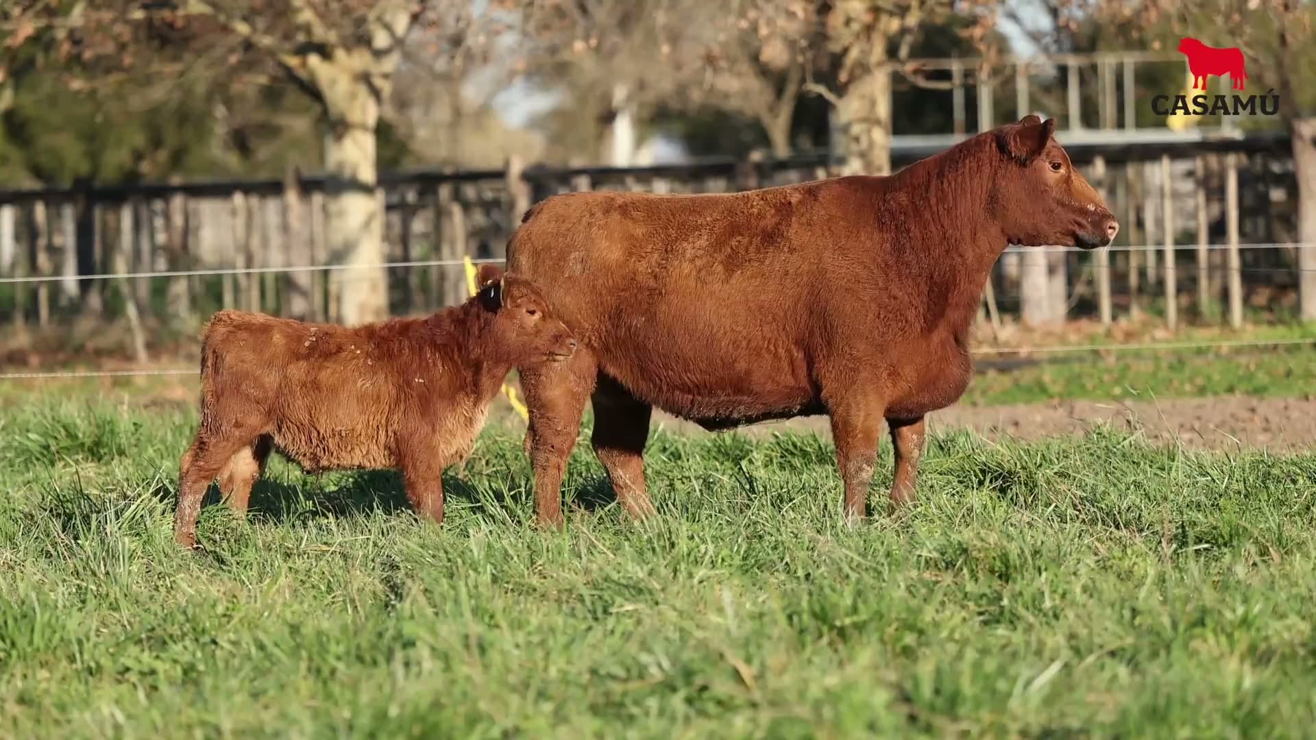 Vaca RP H247 · Lote 55