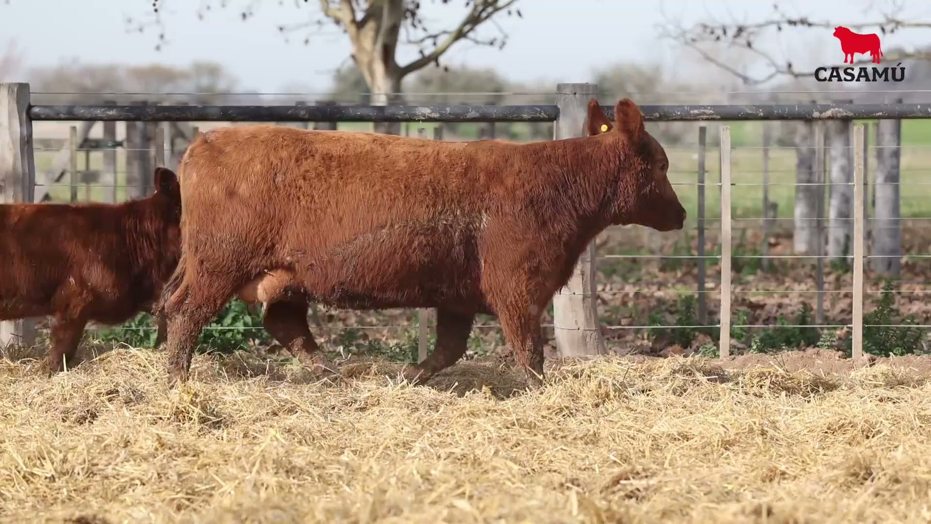 Vaca RP H205 · Lote 53