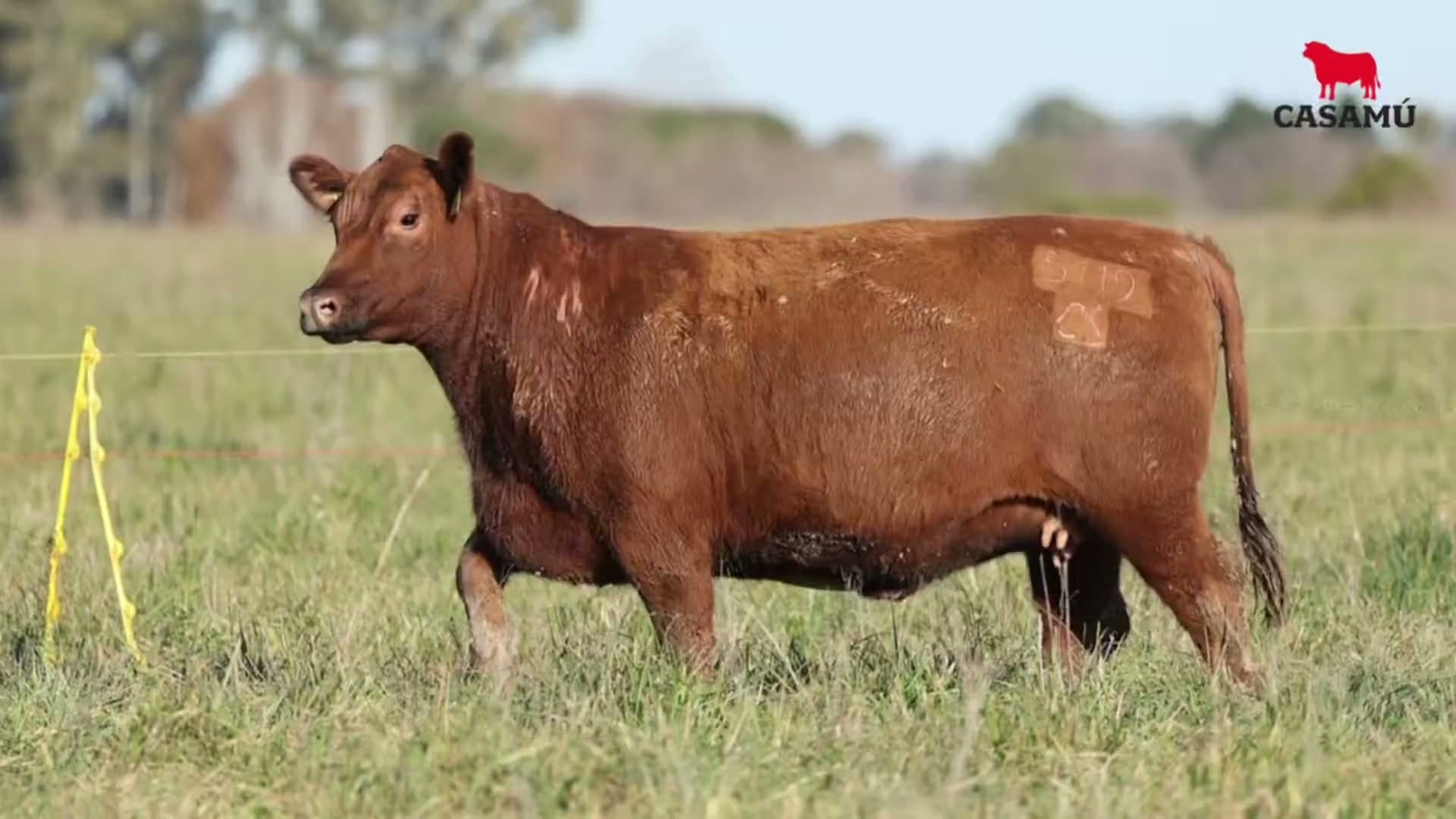 Vaquillona RP 5119 · Lote 64