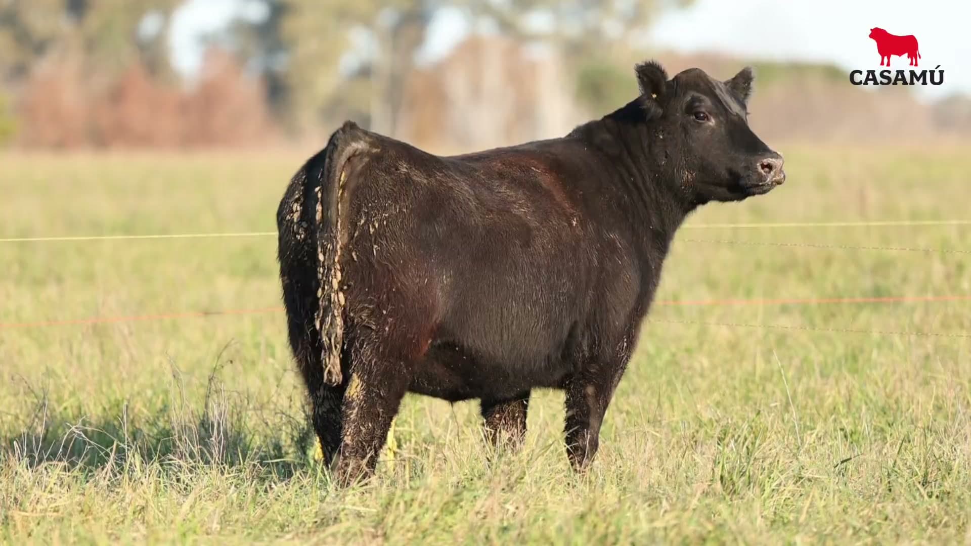 Vaquillona RP 5289 · Lote 75