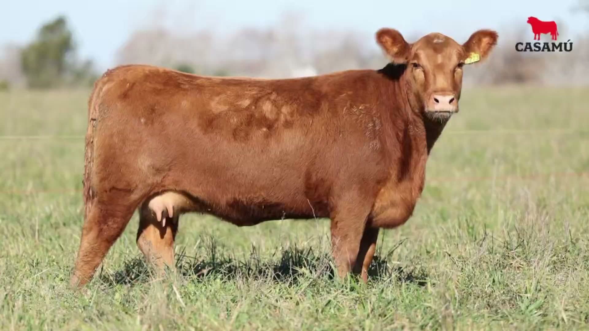 Vaquillona RP 5273 · Lote 71