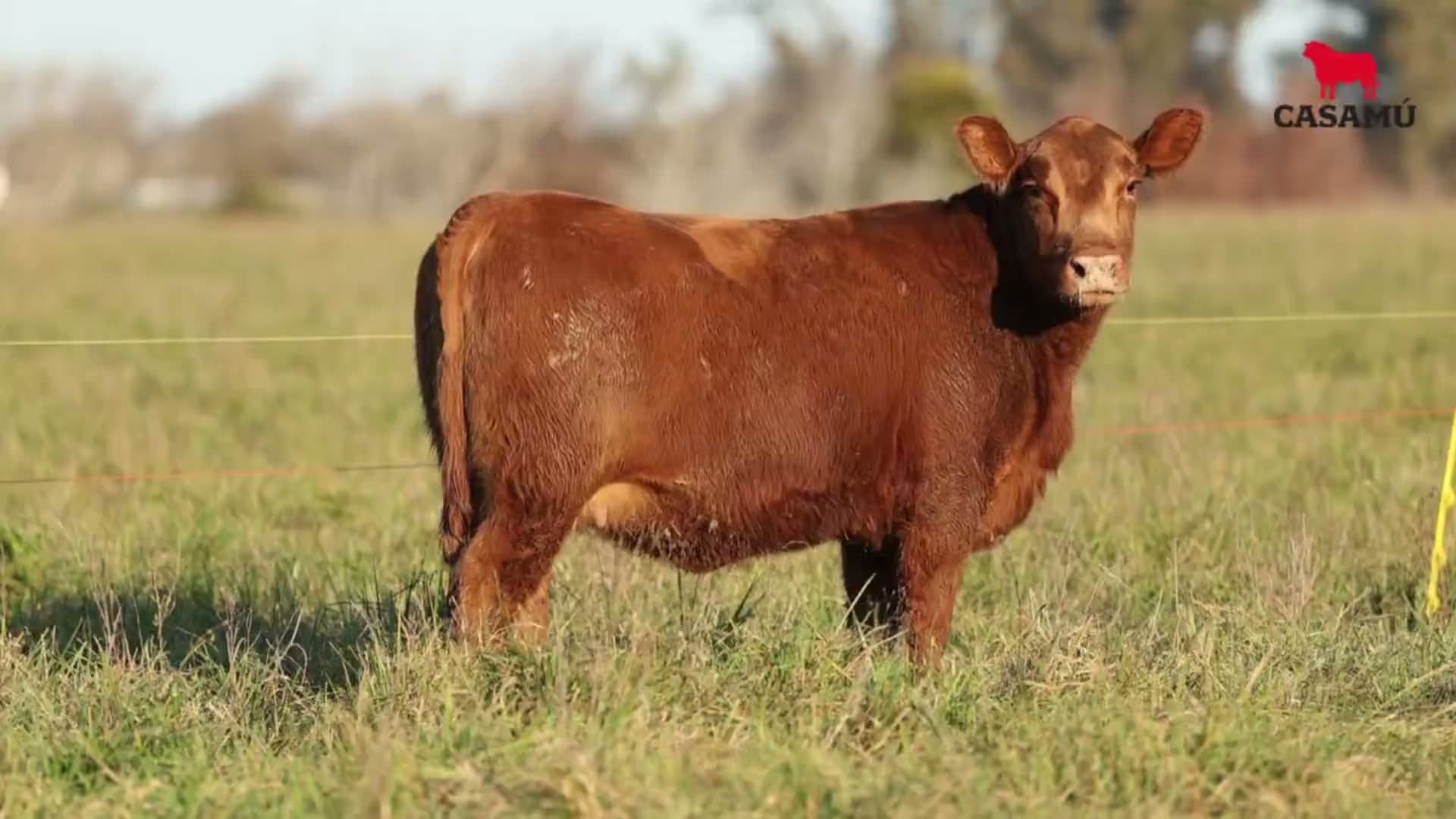 Vaquillona RP 5287 · Lote 66