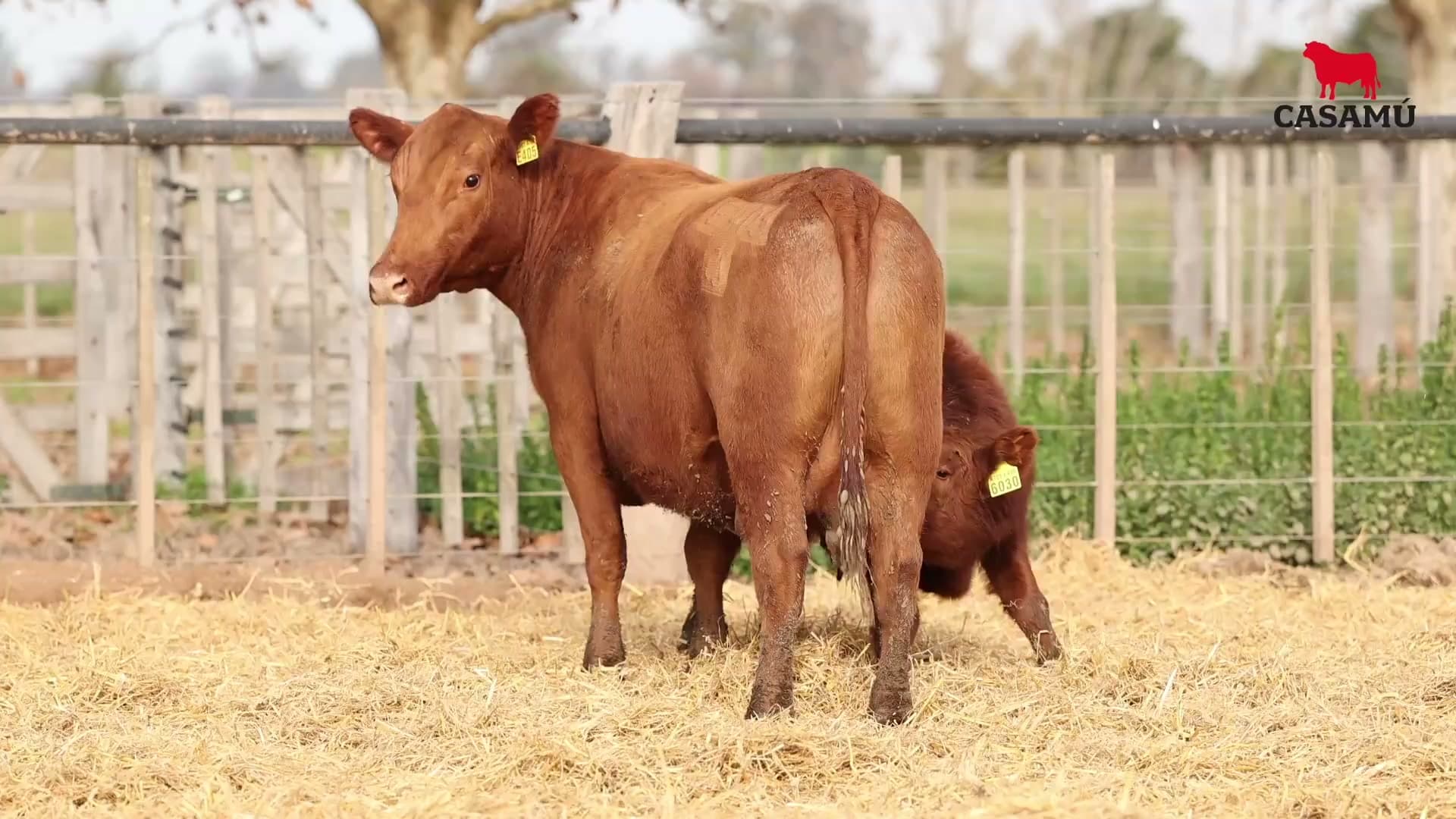Vaca RP E405 · Lote 53
