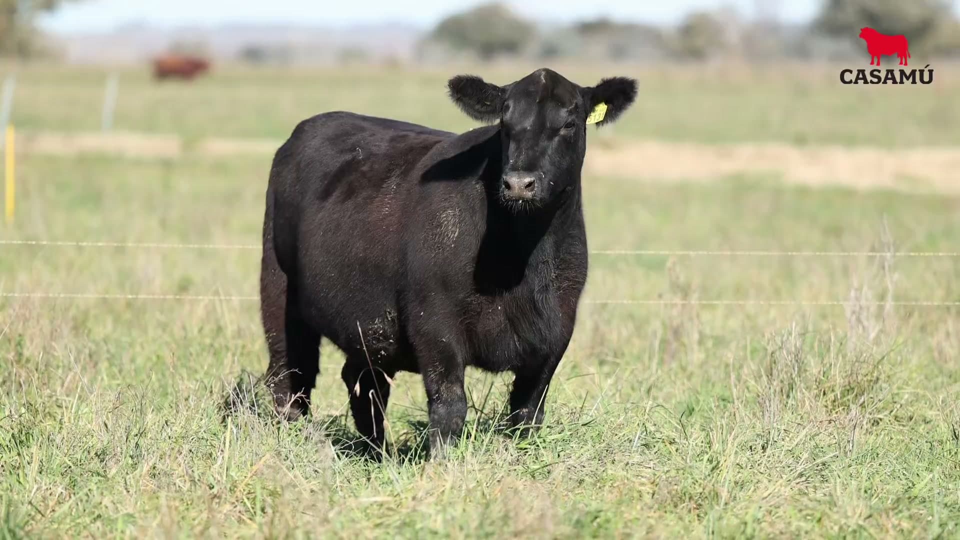 Vaquillona RP 5131 · Lote 70