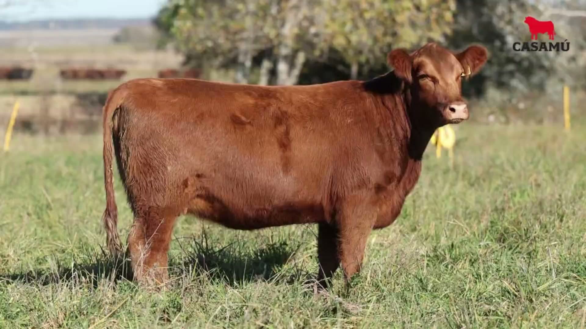 Vaquillona RP 5269 · Lote 73