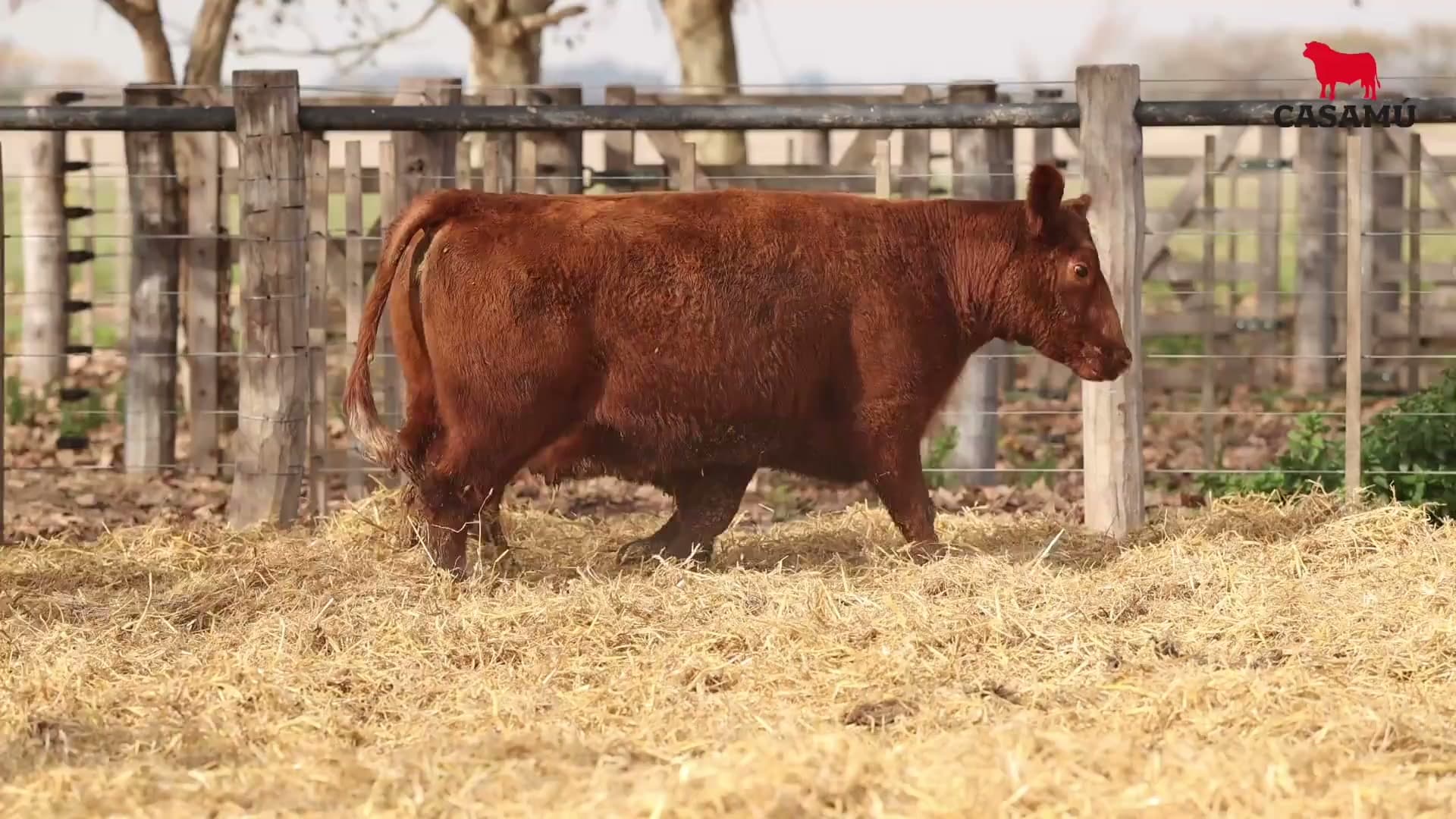 Vaca RP G865 · Lote 51